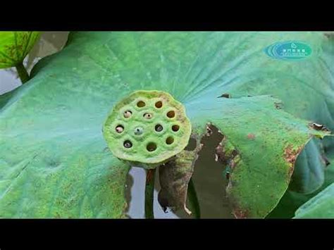 門口 養蓮花 風水|【門口養蓮花風水】門口養蓮花竟觸犯風水禁忌！祈求貴人、招財。